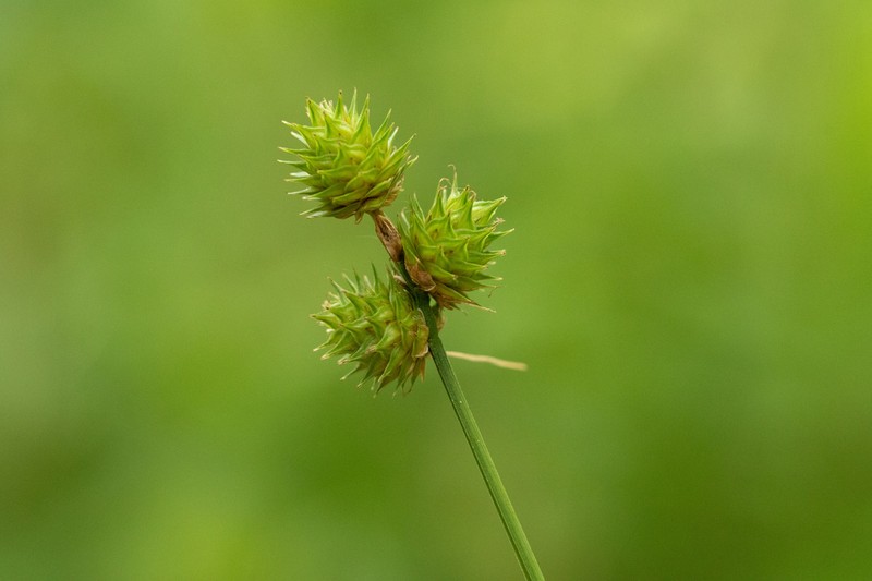 Troublesome Sedge photo 7