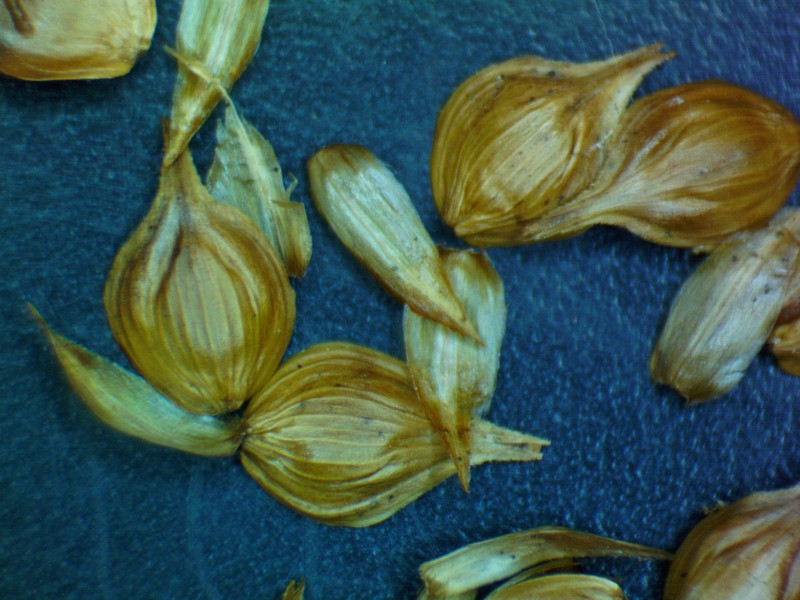 Frightful Sedge photo 2