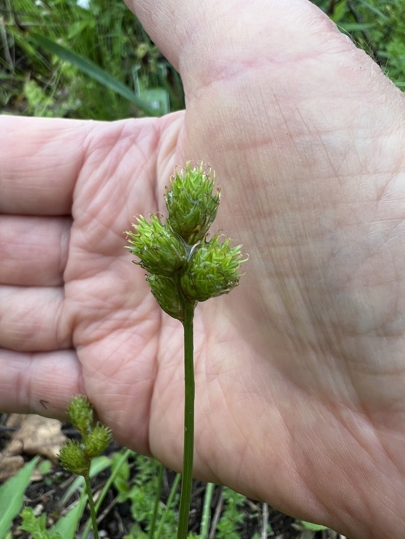Frightful Sedge photo 5
