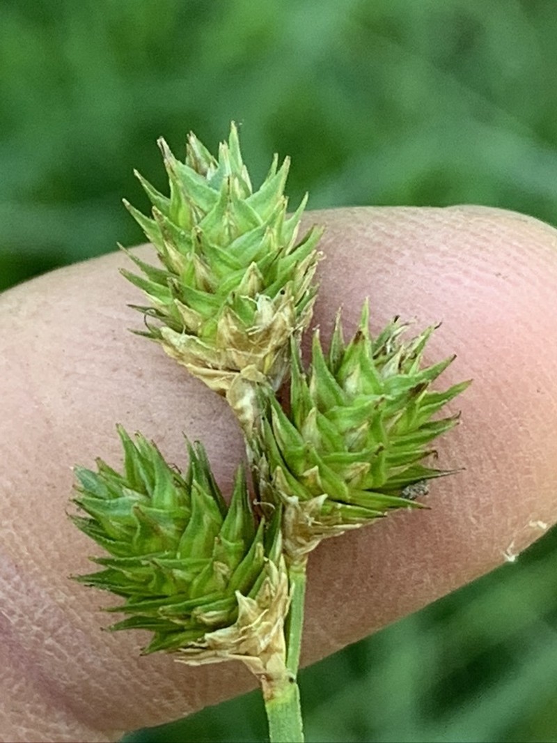 Frightful Sedge photo 6