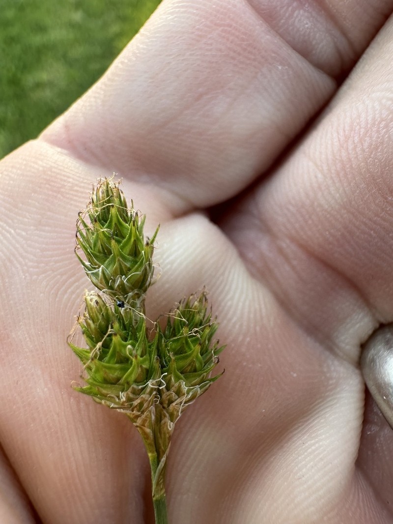 Frightful Sedge photo 8