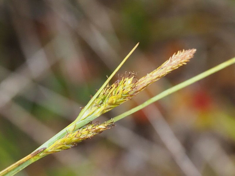 Molokai Sedge photo 4