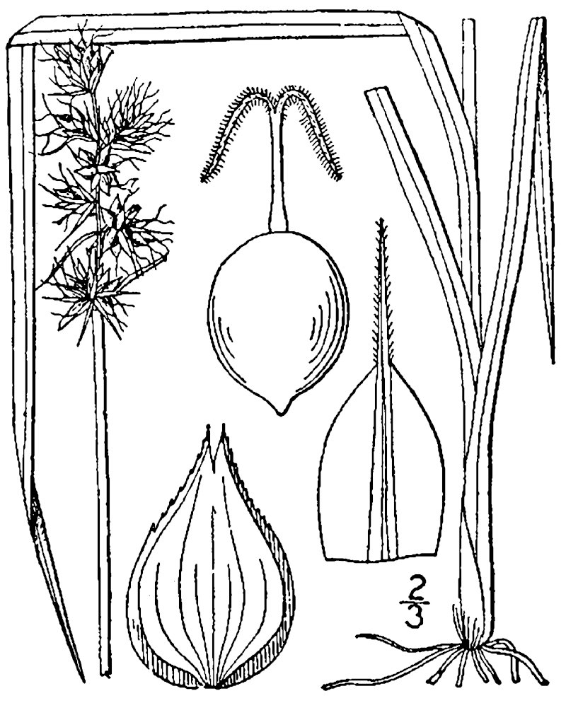 Muhlenberg's Sedge