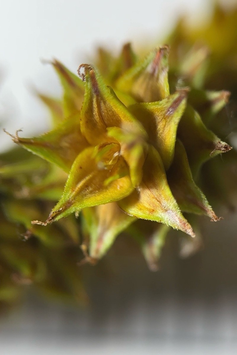 Muhlenberg's Sedge photo 4