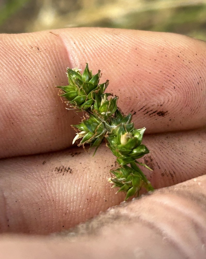 Muhlenberg's Sedge photo 5