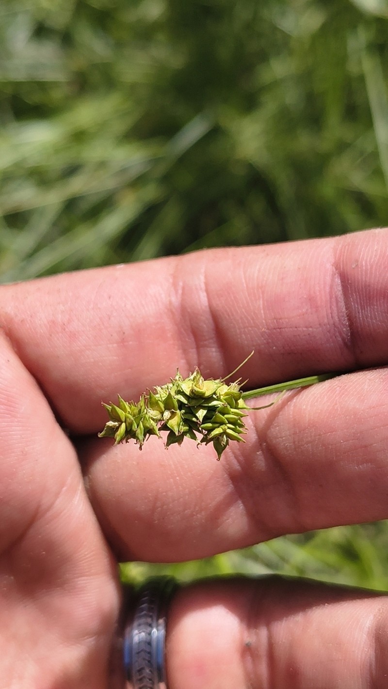 Muhlenberg's Sedge photo 7
