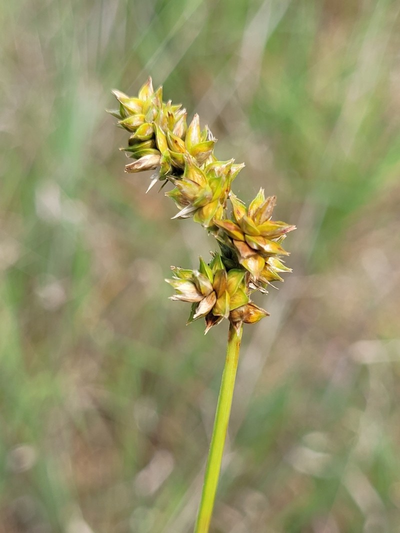 Muhlenberg's Sedge photo 8
