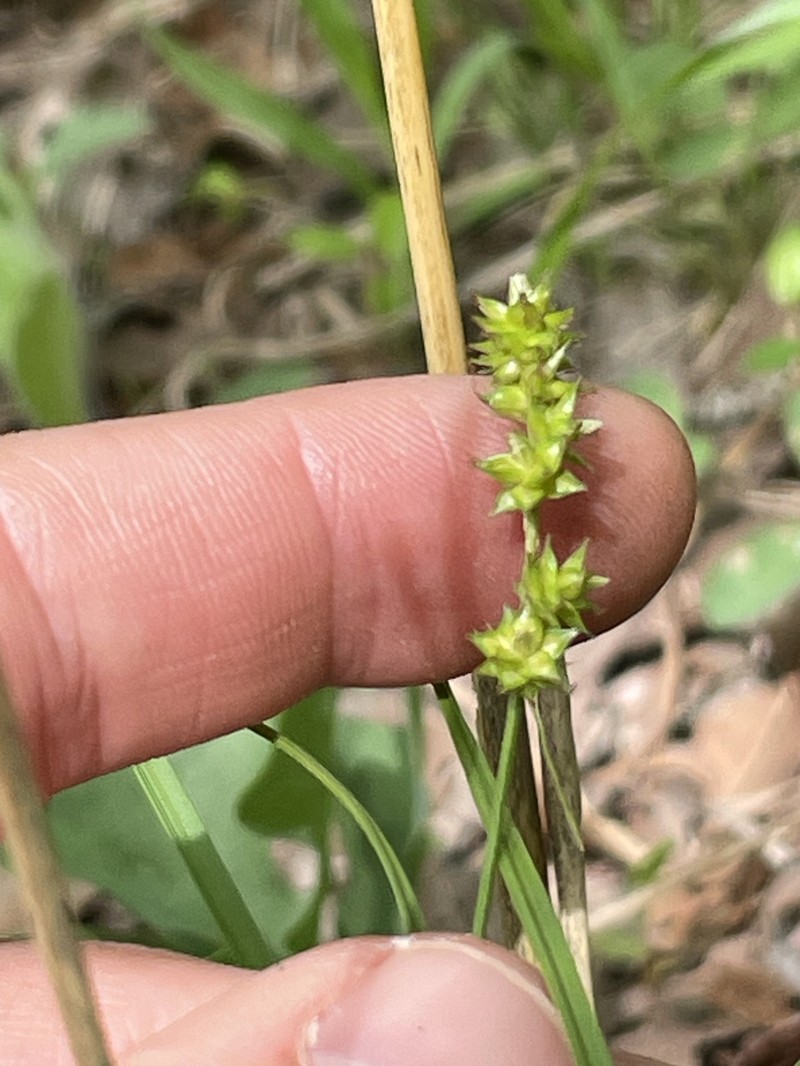 Storm Sedge