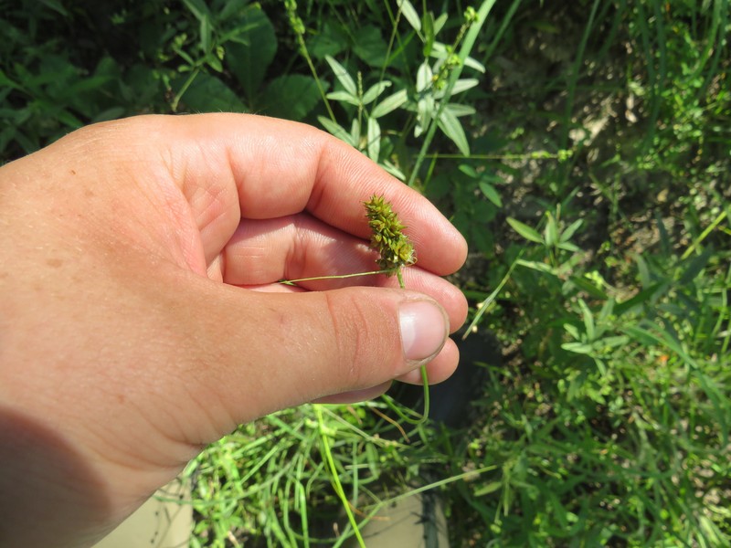 Storm Sedge photo 3