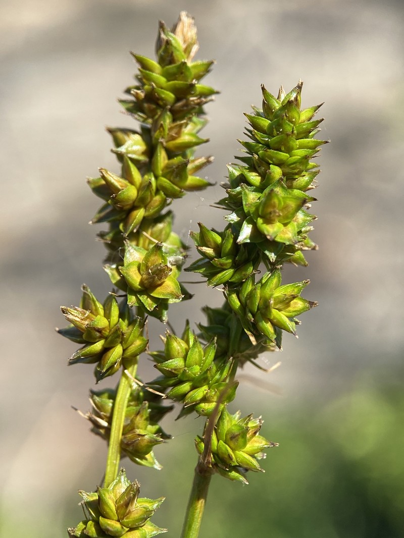 Storm Sedge photo 4