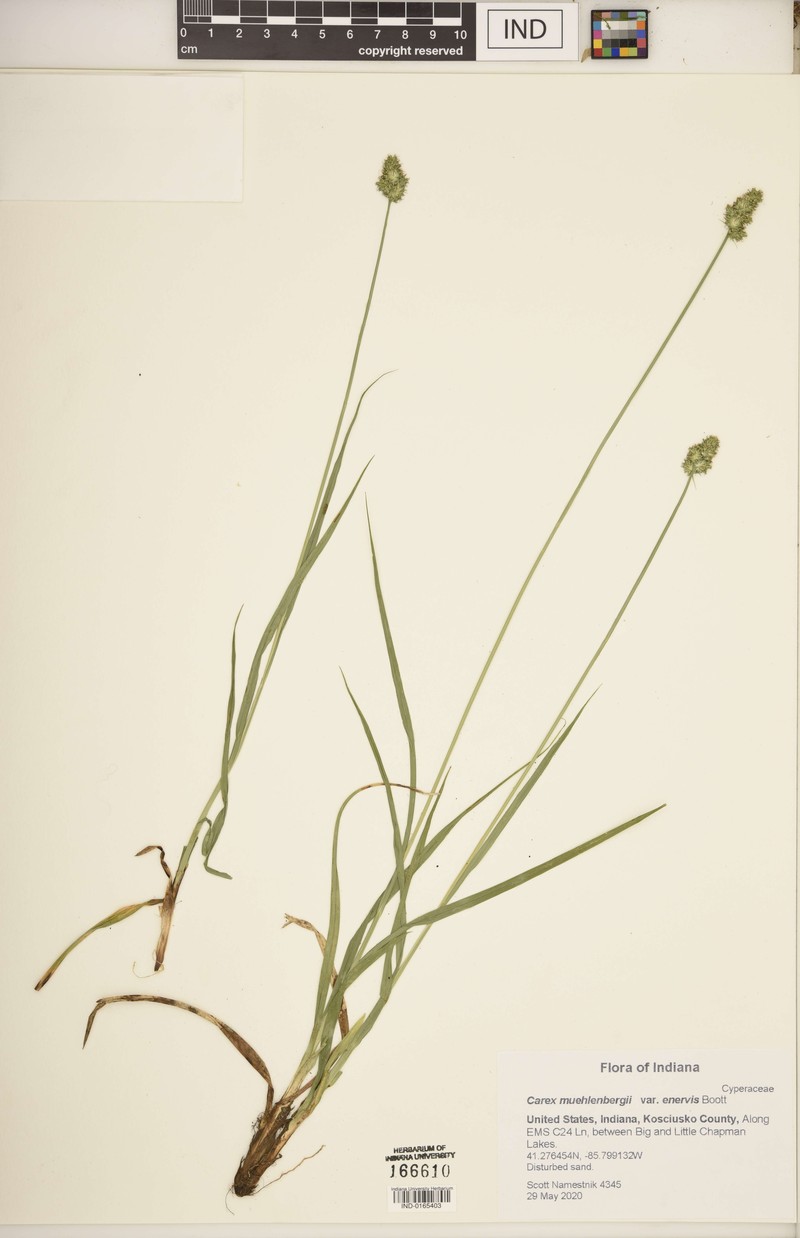 Storm Sedge photo 6