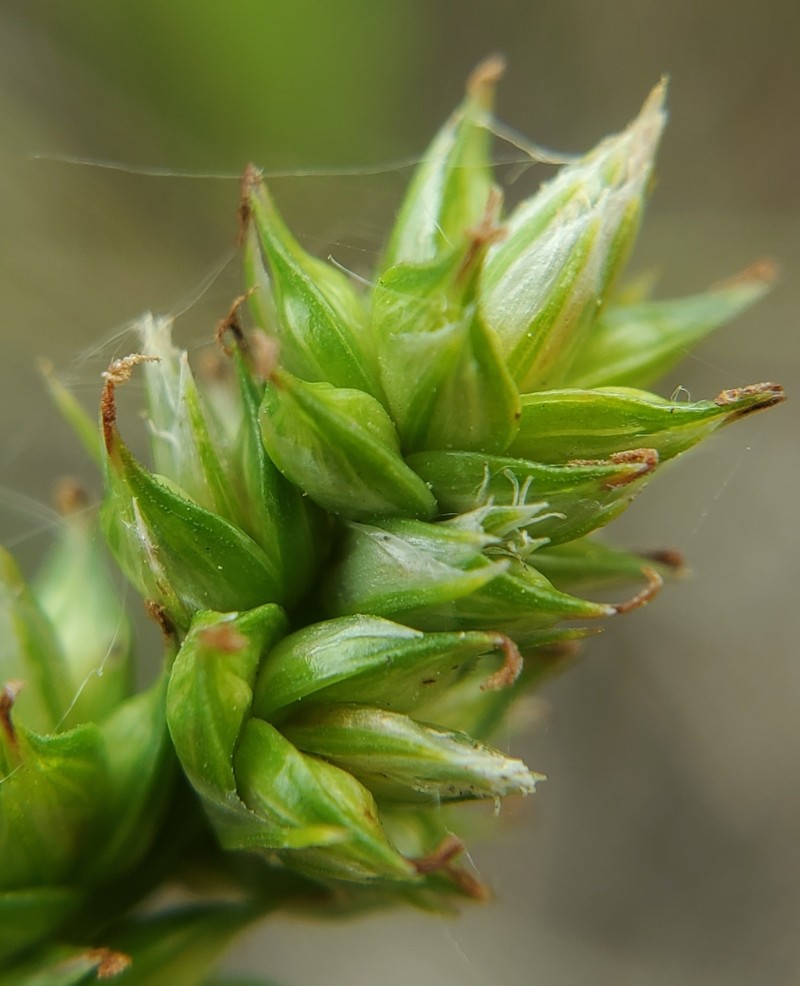 Carex muehlenbergii var. muehlenbergii