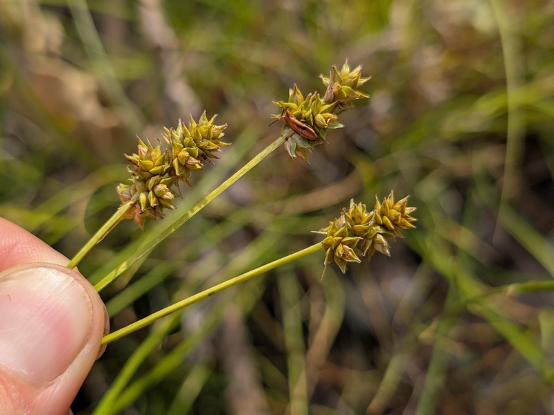 Carex muehlenbergii var. muehlenbergii photo 2