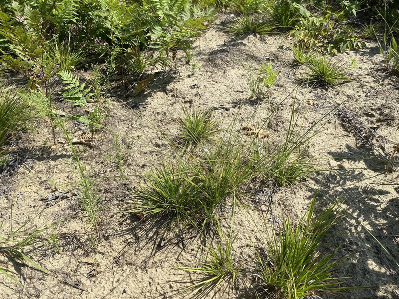 Carex muehlenbergii var. muehlenbergii photo 3
