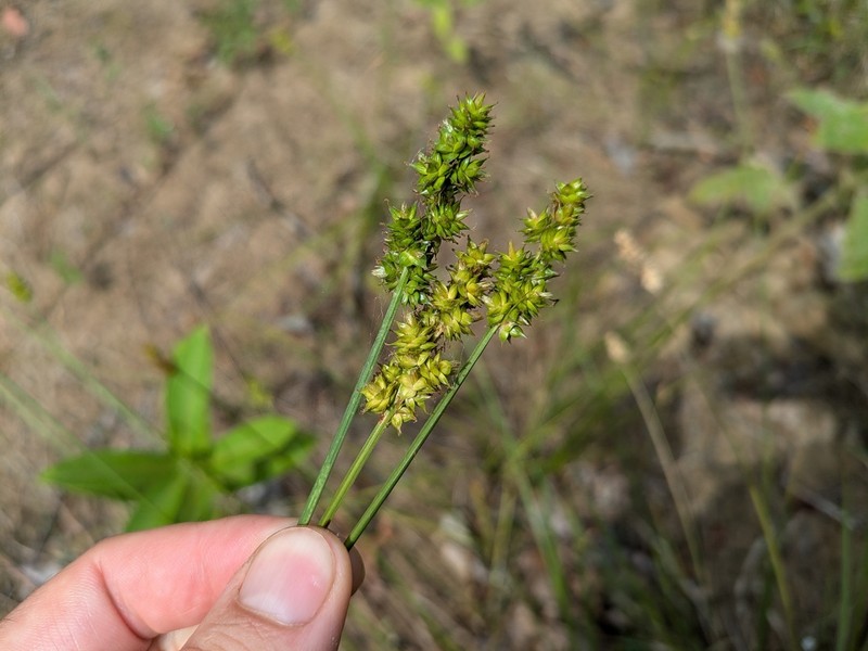 Carex muehlenbergii var. muehlenbergii photo 5
