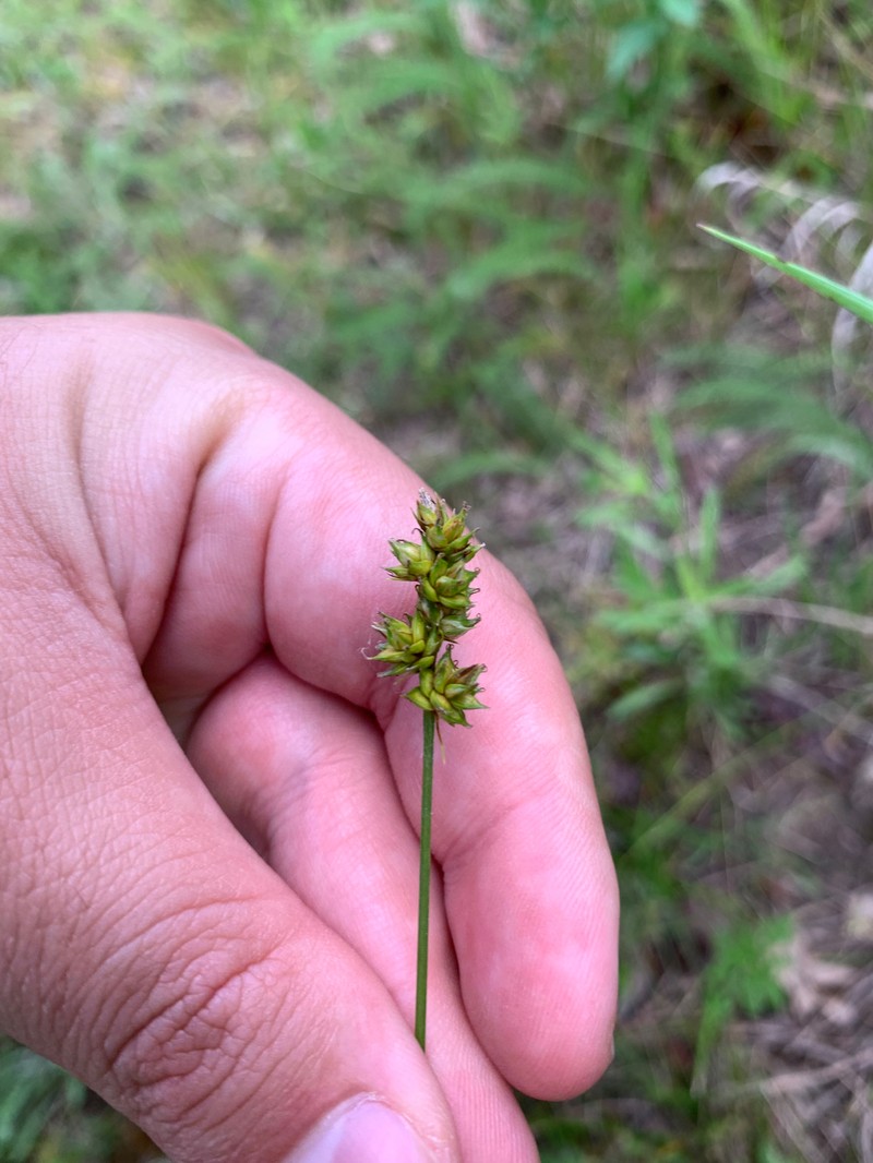 Carex muehlenbergii var. muehlenbergii photo 6