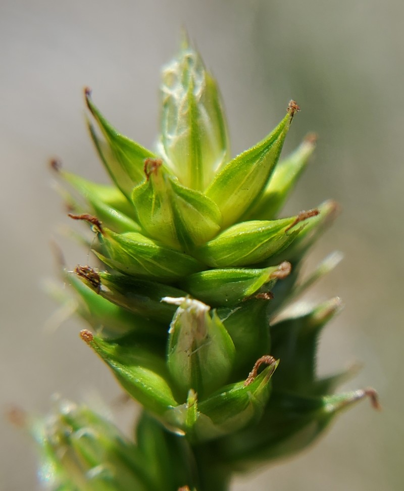 Carex muehlenbergii var. muehlenbergii photo 7