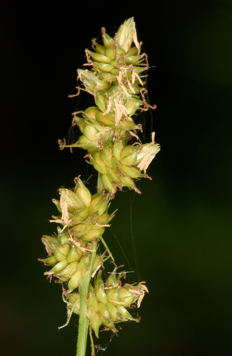 Carex muehlenbergii var. muehlenbergii photo 8
