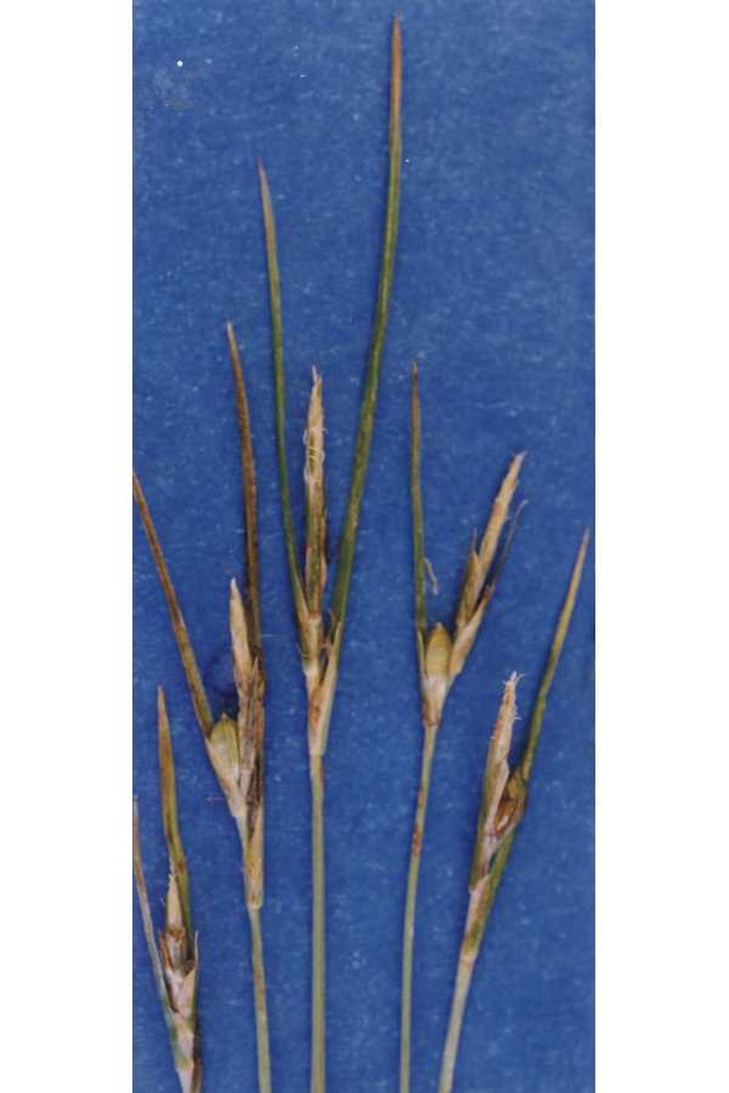 Manystem Sedge