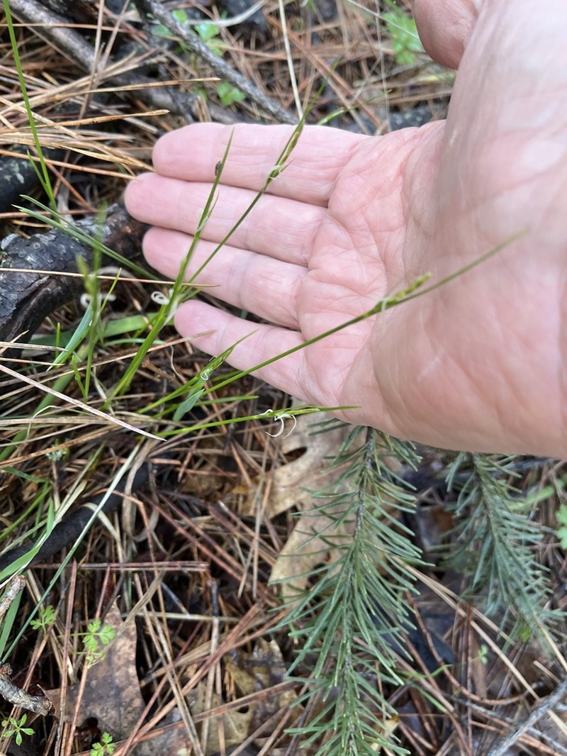 Manystem Sedge photo 3