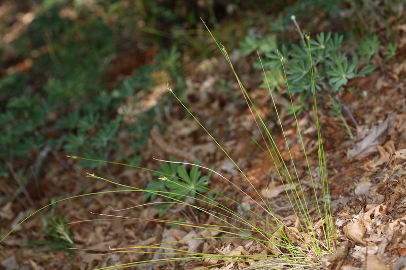 Manystem Sedge photo 4