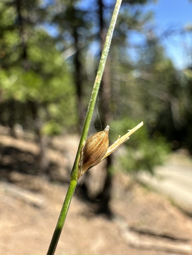 Manystem Sedge photo 5