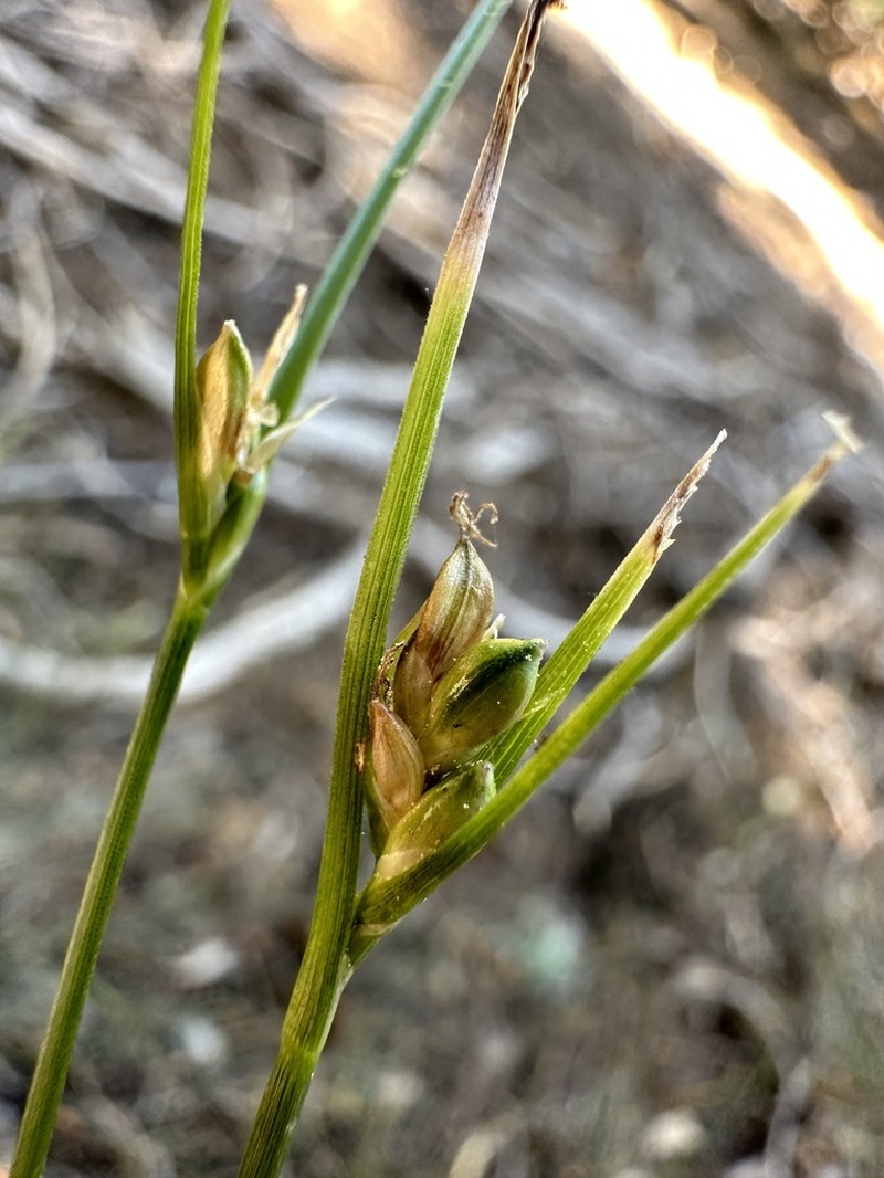 Manystem Sedge photo 6
