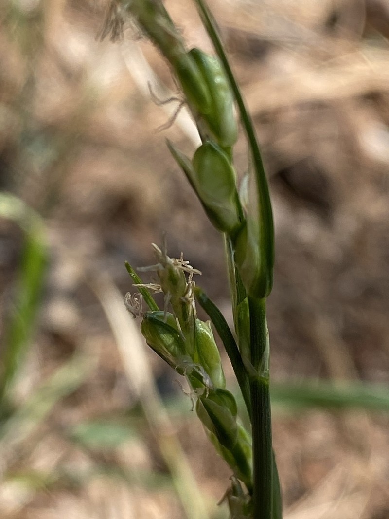 Manystem Sedge photo 7
