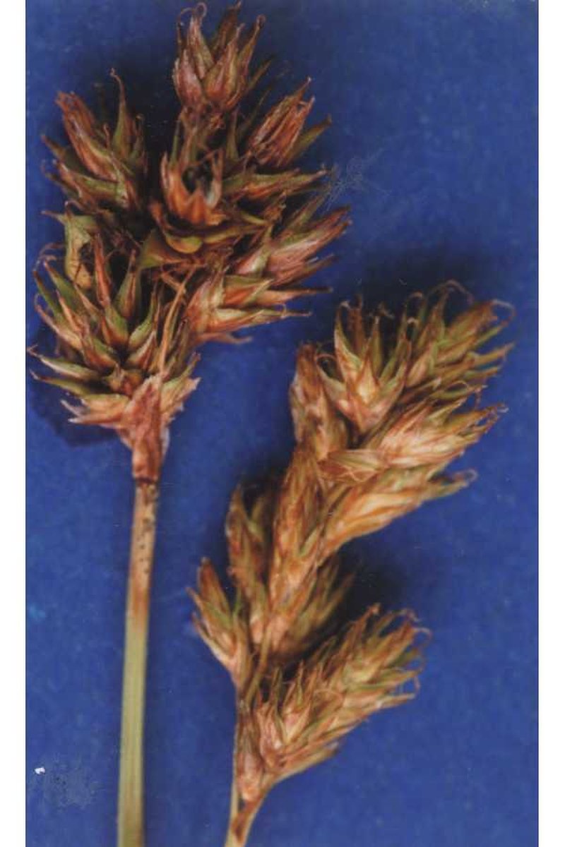 Manyrib Sedge