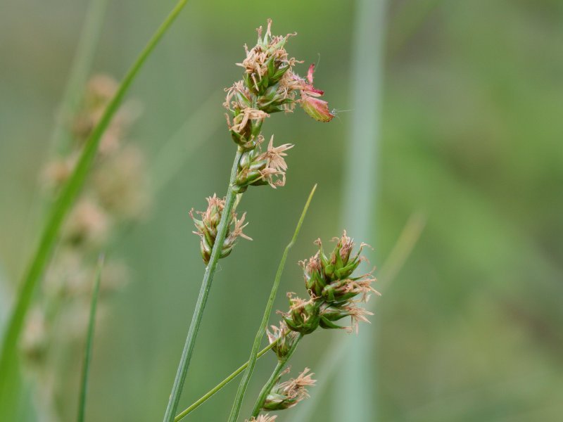 Rough Sedge photo 2