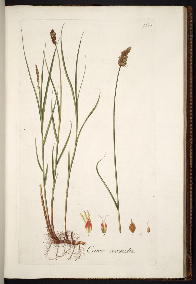 Rough Sedge photo 4