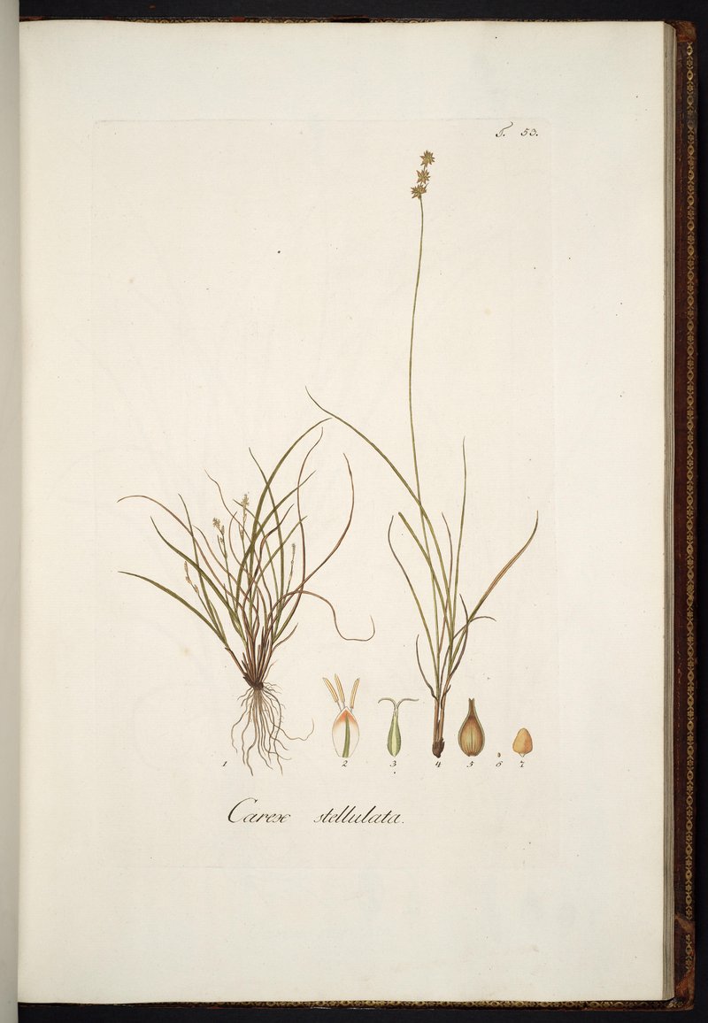 Rough Sedge photo 5