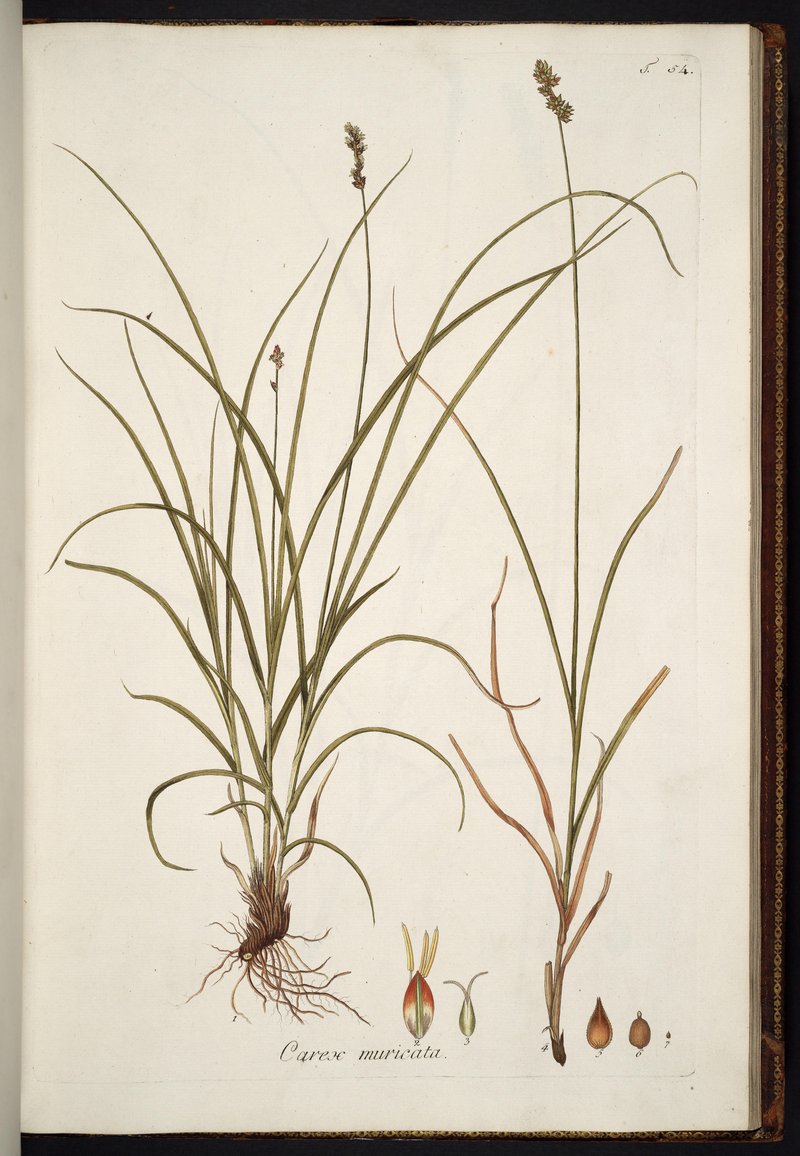 Rough Sedge photo 6