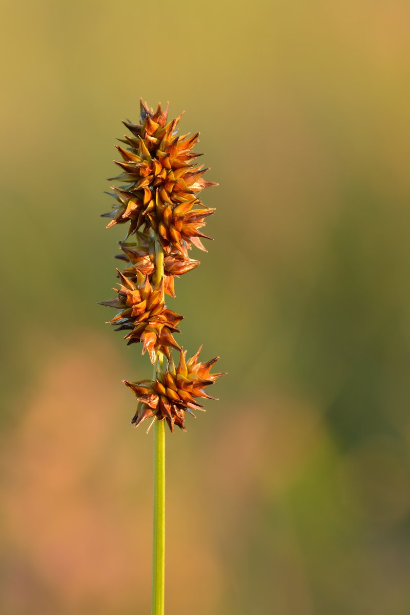 Rough Sedge