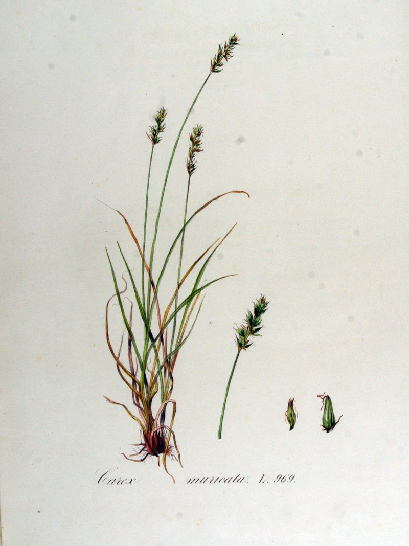 Rough Sedge photo 8