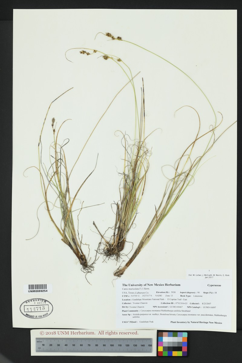 Schiede'S Sedge