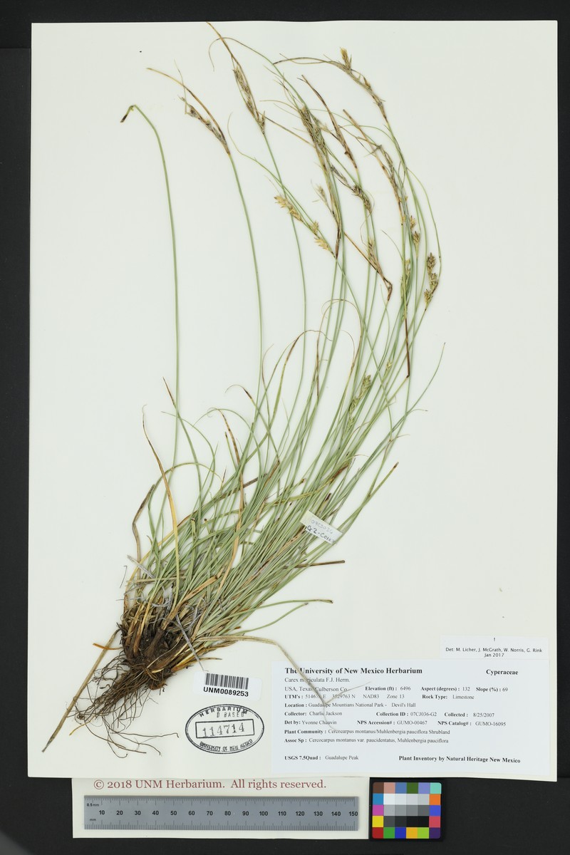 Schiede'S Sedge photo 2