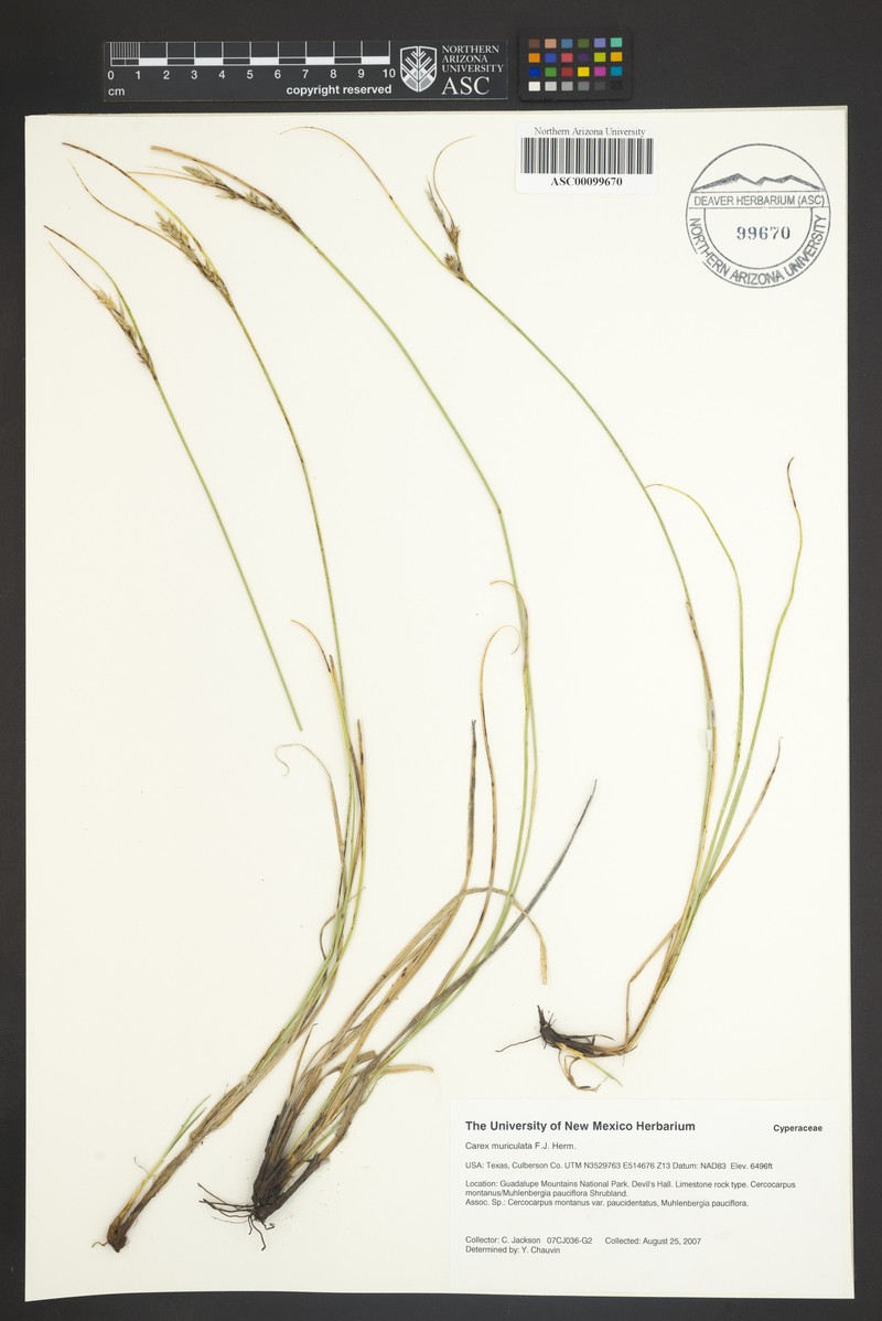 Schiede'S Sedge photo 3