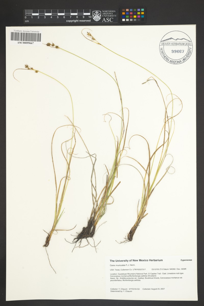 Schiede'S Sedge photo 4