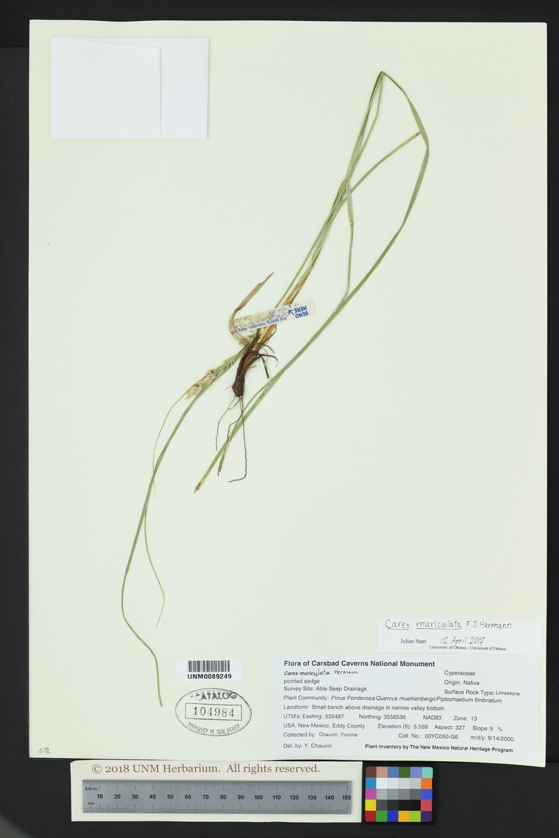 Schiede'S Sedge photo 5