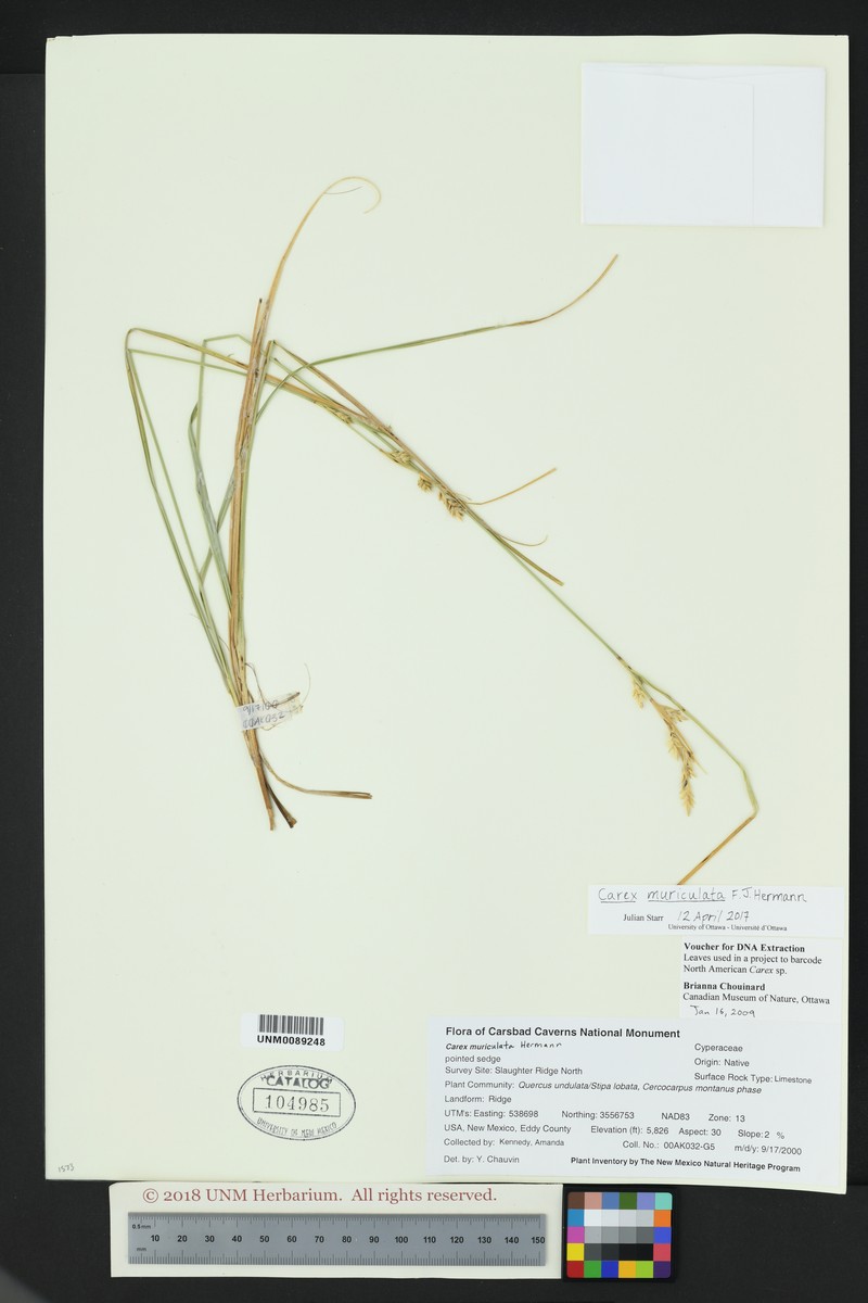 Schiede'S Sedge photo 6