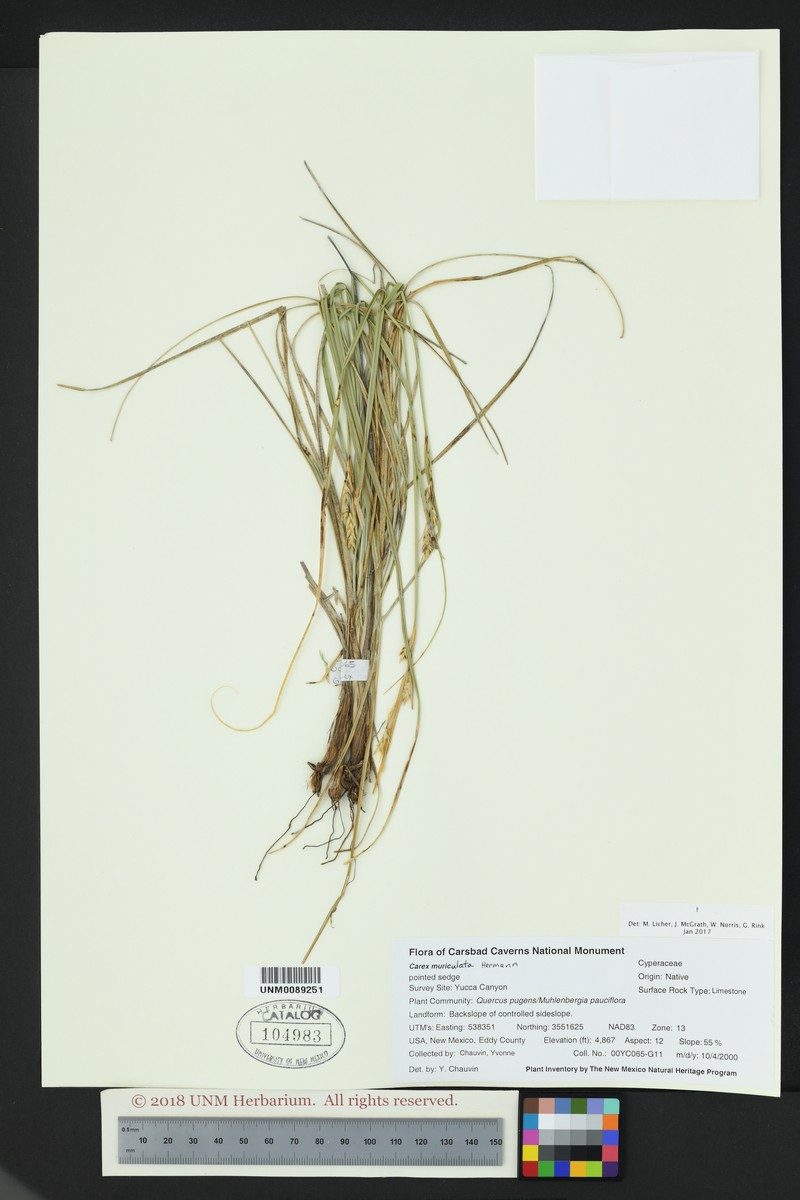 Schiede'S Sedge photo 7