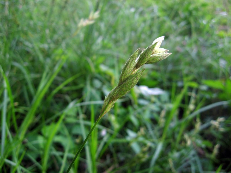 Muskingum Sedge