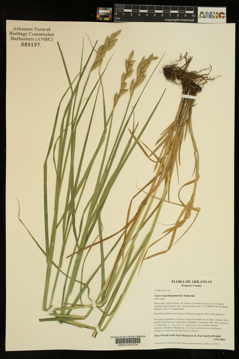 Muskingum Sedge photo 3