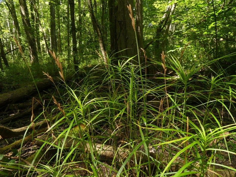 Muskingum Sedge photo 4