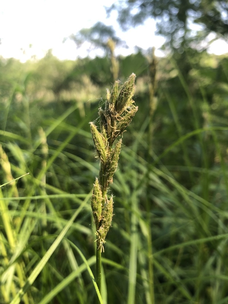 Muskingum Sedge photo 5