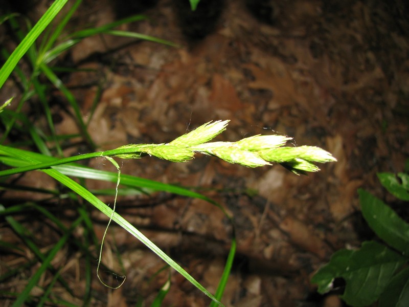 Muskingum Sedge photo 6
