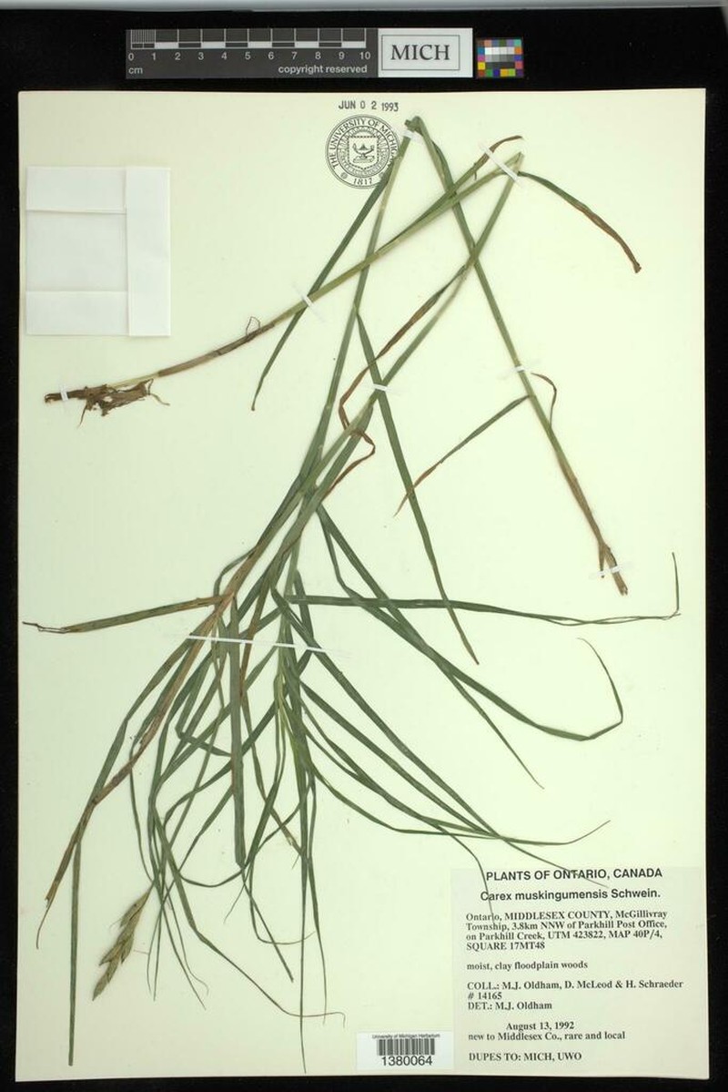 Muskingum Sedge photo 7