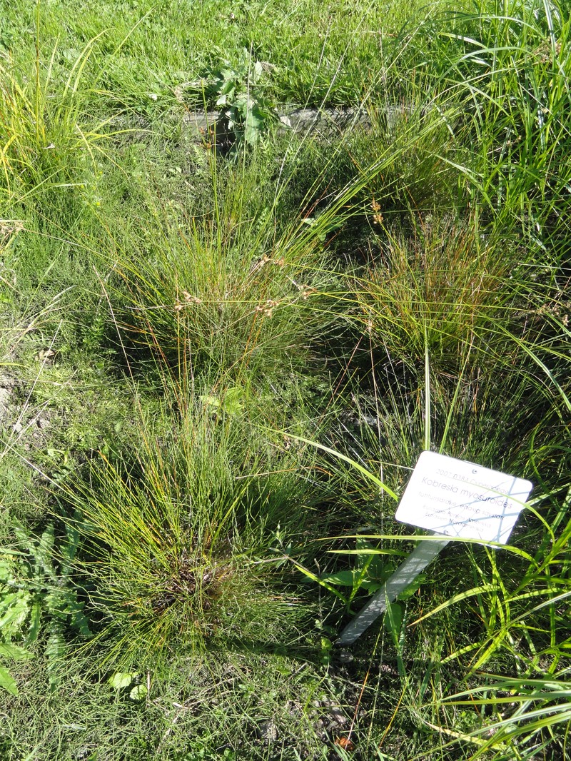 Bellardi Bog Sedge