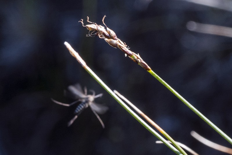Bellardi Bog Sedge photo 2